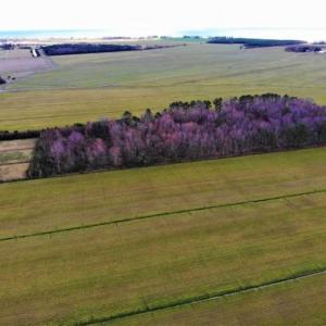 Photo of SOLD!!  12.42 Acres of Land For Sale in Perquimans County NC!