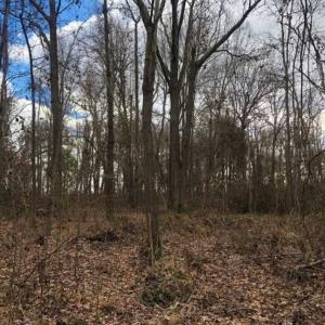 Photo of SOLD!!  12.42 Acres of Land For Sale in Perquimans County NC!