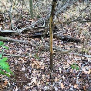 Photo of SOLD!!  12.42 Acres of Land For Sale in Perquimans County NC!