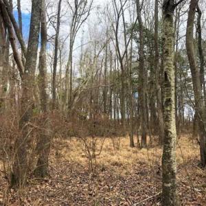 Photo of SOLD!!  12.42 Acres of Land For Sale in Perquimans County NC!