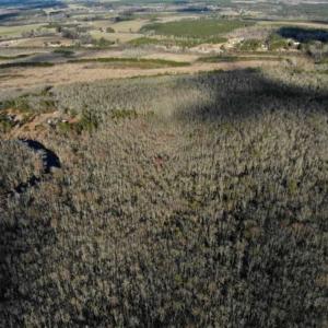 Photo of SOLD!!  166 Acres of Waterfront Hunting Land For Sale in Gates County NC!
