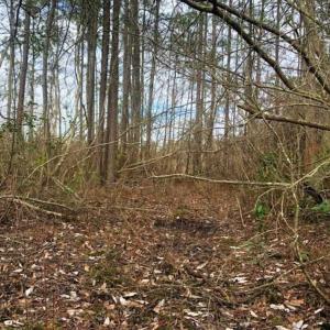 Photo of SOLD!!  166 Acres of Waterfront Hunting Land For Sale in Gates County NC!