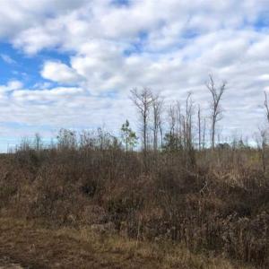 Photo of SOLD!!  166 Acres of Waterfront Hunting Land For Sale in Gates County NC!