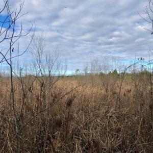 Photo of SOLD!!  166 Acres of Waterfront Hunting Land For Sale in Gates County NC!