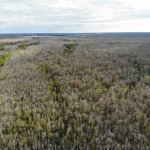 Photo of SOLD!!  166 Acres of Waterfront Hunting Land For Sale in Gates County NC!