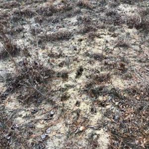 Photo of SOLD!!  166 Acres of Waterfront Hunting Land For Sale in Gates County NC!
