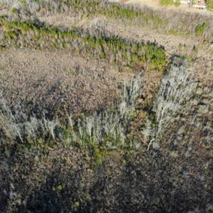 Photo of SOLD!!  166 Acres of Waterfront Hunting Land For Sale in Gates County NC!