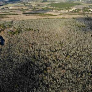 Photo of SOLD!!  166 Acres of Waterfront Hunting Land For Sale in Gates County NC!