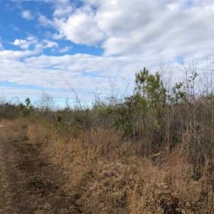 Photo of SOLD!!  166 Acres of Waterfront Hunting Land For Sale in Gates County NC!