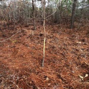 Photo of SOLD!!  166 Acres of Waterfront Hunting Land For Sale in Gates County NC!