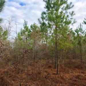 Photo of SOLD!!  166 Acres of Waterfront Hunting Land For Sale in Gates County NC!