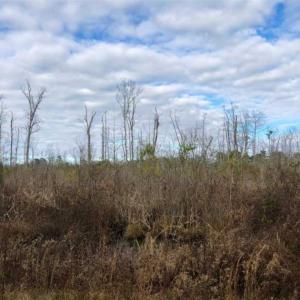 Photo of SOLD!!  166 Acres of Waterfront Hunting Land For Sale in Gates County NC!