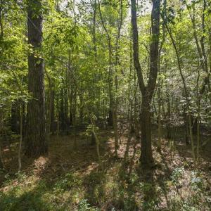 Photo of SOLD!!  44.70 Acres of Multi-Use Land For Sale in Caswell County NC!