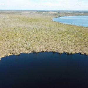 Photo of SOLD!!  220 Acres of Hunting Land for Sale in Tyrrell County NC!