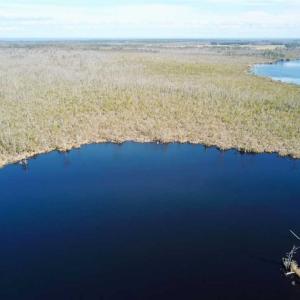 Photo of SOLD!!  220 Acres of Hunting Land for Sale in Tyrrell County NC!