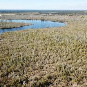 Photo of SOLD!!  220 Acres of Hunting Land for Sale in Tyrrell County NC!