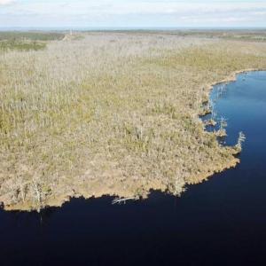Photo of SOLD!!  220 Acres of Hunting Land for Sale in Tyrrell County NC!