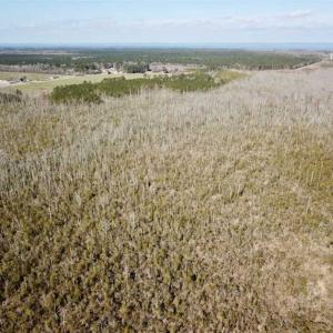 Photo of SOLD!!  220 Acres of Hunting Land for Sale in Tyrrell County NC!