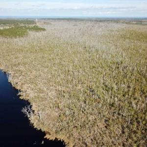 Photo of SOLD!!  220 Acres of Hunting Land for Sale in Tyrrell County NC!
