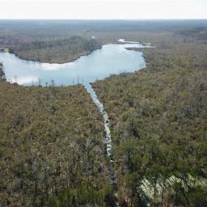 Photo of SOLD!!  220 Acres of Hunting Land for Sale in Tyrrell County NC!