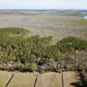 Photo of SOLD!!  220 Acres of Hunting Land for Sale in Tyrrell County NC!