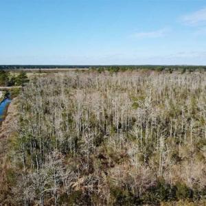 Photo of SOLD!!  220 Acres of Hunting Land for Sale in Tyrrell County NC!