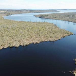 Photo of SOLD!!  220 Acres of Hunting Land for Sale in Tyrrell County NC!
