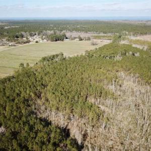 Photo of SOLD!!  220 Acres of Hunting Land for Sale in Tyrrell County NC!