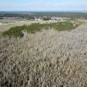 Photo of SOLD!!  220 Acres of Hunting Land for Sale in Tyrrell County NC!