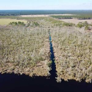 Photo of SOLD!!  220 Acres of Hunting Land for Sale in Tyrrell County NC!