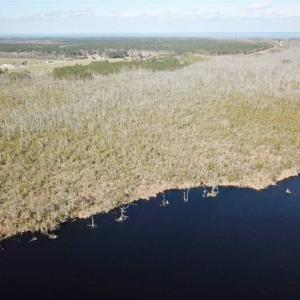 Photo of SOLD!!  220 Acres of Hunting Land for Sale in Tyrrell County NC!