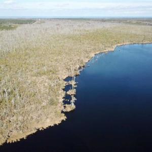 Photo of SOLD!!  220 Acres of Hunting Land for Sale in Tyrrell County NC!