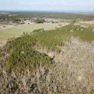 Photo of SOLD!!  220 Acres of Hunting Land for Sale in Tyrrell County NC!
