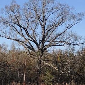 Photo of REDUCED! 256 Acres of Timber and Hunting Land For Sale in Robeson County NC!