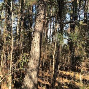 Photo of REDUCED! 256 Acres of Timber and Hunting Land For Sale in Robeson County NC!