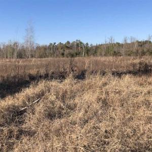 Photo of REDUCED! 256 Acres of Timber and Hunting Land For Sale in Robeson County NC!
