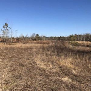 Photo of REDUCED! 256 Acres of Timber and Hunting Land For Sale in Robeson County NC!
