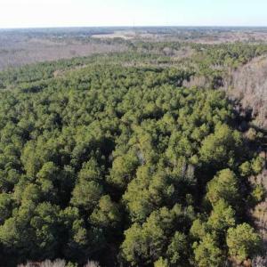 Photo of REDUCED! 256 Acres of Timber and Hunting Land For Sale in Robeson County NC!