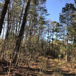 Photo of REDUCED! 256 Acres of Timber and Hunting Land For Sale in Robeson County NC!