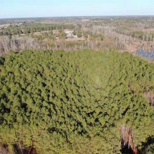 Photo of REDUCED! 256 Acres of Timber and Hunting Land For Sale in Robeson County NC!