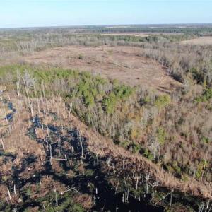 Photo of REDUCED! 256 Acres of Timber and Hunting Land For Sale in Robeson County NC!