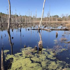 Photo of REDUCED! 256 Acres of Timber and Hunting Land For Sale in Robeson County NC!