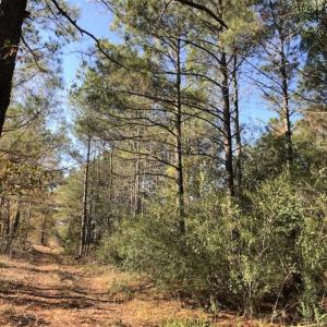 Photo of REDUCED! 256 Acres of Timber and Hunting Land For Sale in Robeson County NC!