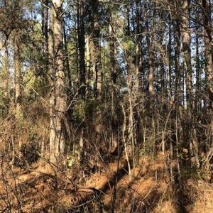 Photo of REDUCED! 256 Acres of Timber and Hunting Land For Sale in Robeson County NC!