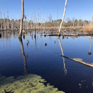 Photo of REDUCED! 256 Acres of Timber and Hunting Land For Sale in Robeson County NC!