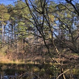 Photo of REDUCED! 256 Acres of Timber and Hunting Land For Sale in Robeson County NC!