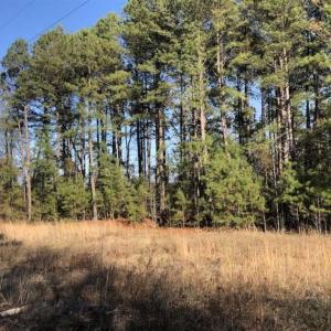 Photo of REDUCED! 256 Acres of Timber and Hunting Land For Sale in Robeson County NC!