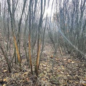 Photo of SOLD!!  46 Acres of Farm and Hunting Land for Sale in Stokes County NC!
