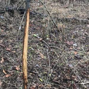Photo of SOLD!!  46 Acres of Farm and Hunting Land for Sale in Stokes County NC!