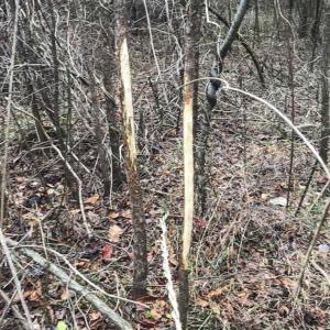 Photo of SOLD!!  46 Acres of Farm and Hunting Land for Sale in Stokes County NC!